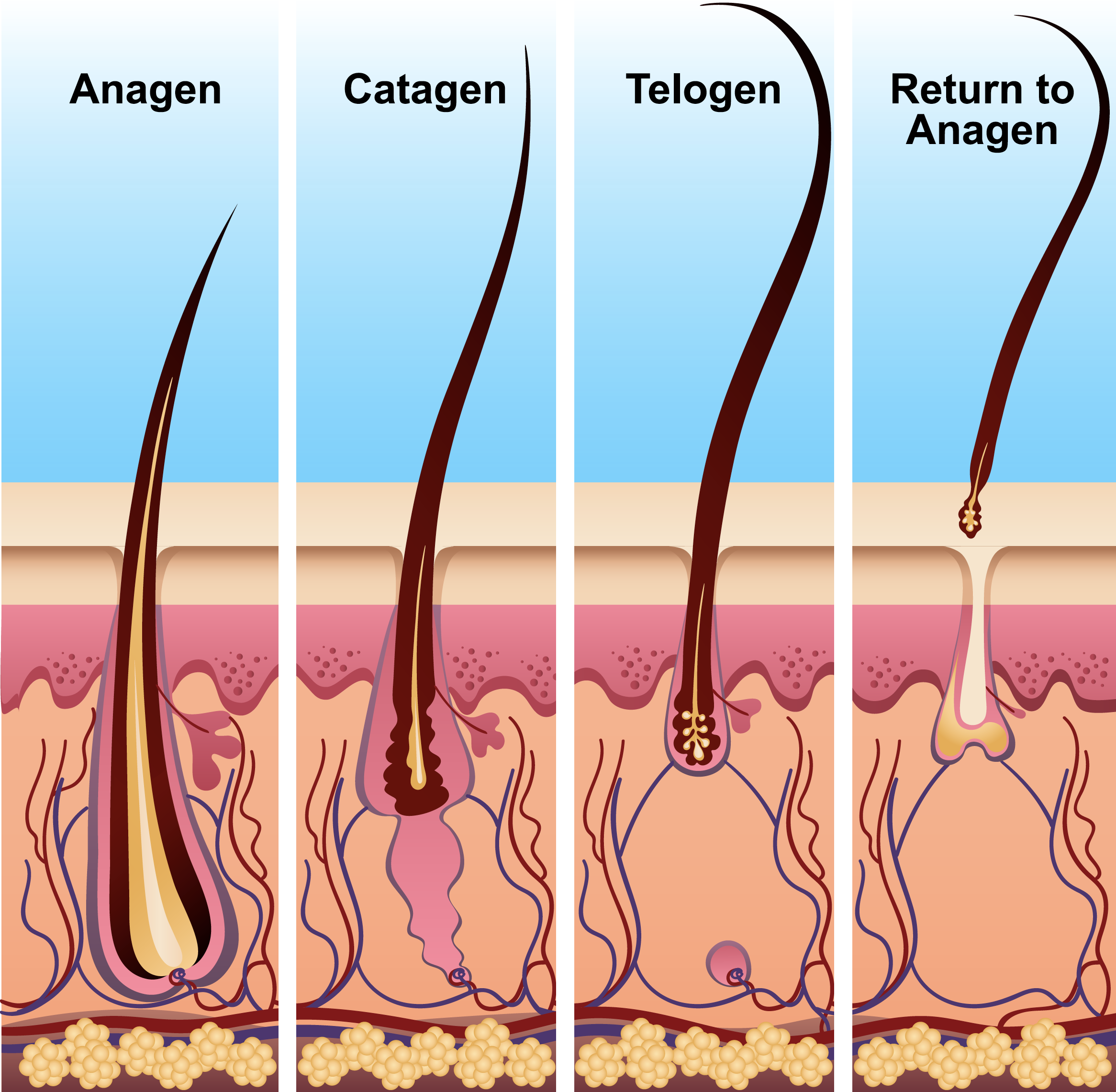 Рост волоса происходит за счет клеток. Анаген катаген телоген. Рост волос анаген катаген. Анагенная фаза роста волос. Фазы роста волос анаген.